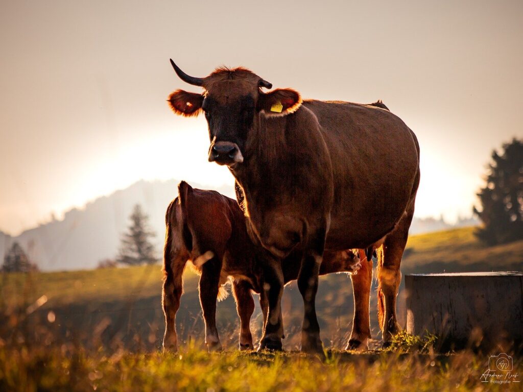 cow, nature, animal, cattle, pasture, mammal, horns, meadow, ruminant, agriculture, calf, landscape, bovine, rural, livestock farming