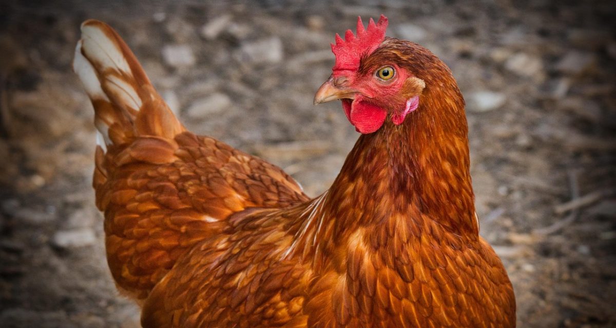 chicken, hen, animal, poultry, farm, agriculture, feathers, plumage, nature, livestock, farm animal